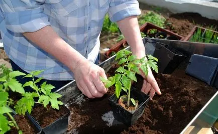 Care este temperatura solului este necesară pentru tomate, atunci când plantate răsaduri de roșii, atunci când se poate pune în