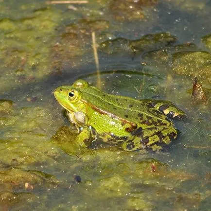 Колко дълго може жаба под вода