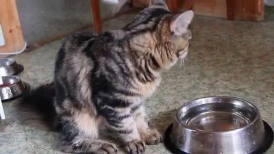 Cat отказва да яде или пие, или да пие вода само причина да го направя