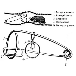 Бенките в градината, как да се бори, как да се хване, как да се получи, как да се убиват, как да карам