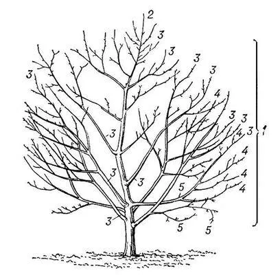 Крон (част от едно дърво)