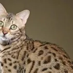 Kuril Bobtail fajta leírása és jellege macskák