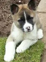 A képzést az American Akita az otthoni