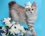 Kurtshaar KLX - pisicuțe în pepiniere - roci și prețuri, pepiniere și crescătorii, recomandări și