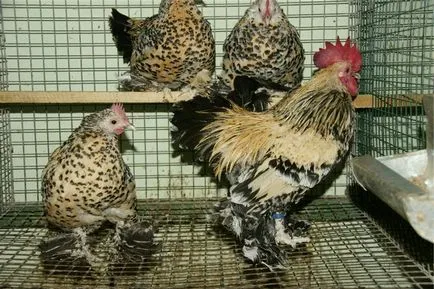 Csirkék milfler - leírás, képek és videó