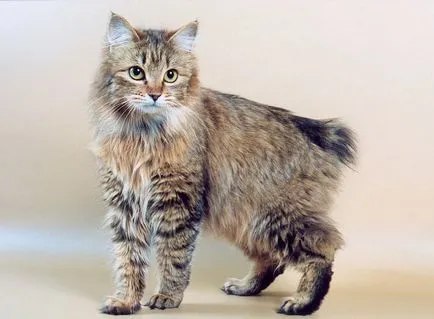 Курилските Bobtail описание порода и характер на котки