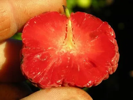 Kudraniya или ягода дърво