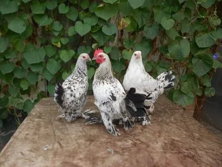 Csirkék tenyészteni leírás milfler porcelán- és levendula
