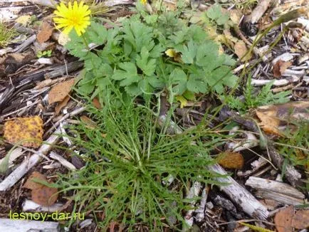 Dandelion ősz, erdő kamra