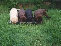 Labrador retriever példakénti teljesítmény mérések Labrador retriever kölyök, nagyjából a mérete és súlya