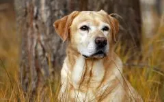 Labrador retriever példakénti teljesítmény mérések Labrador retriever kölyök, nagyjából a mérete és súlya