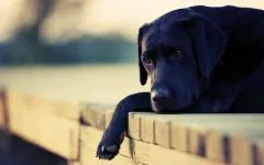 Labrador retriever példakénti teljesítmény mérések Labrador retriever kölyök, nagyjából a mérete és súlya