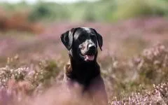 Labrador Retriever performanta exemplara masuratori labrador retriever catelus, aproximativ mărimea și greutatea