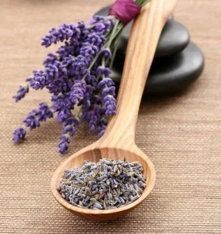 Lavender hasznos tulajdonságok, és árthat a termesztés a nyílt terepen és otthon