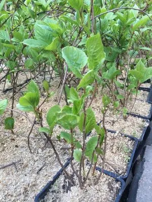 Schisandra leírása a növény, termesztés és gondozás