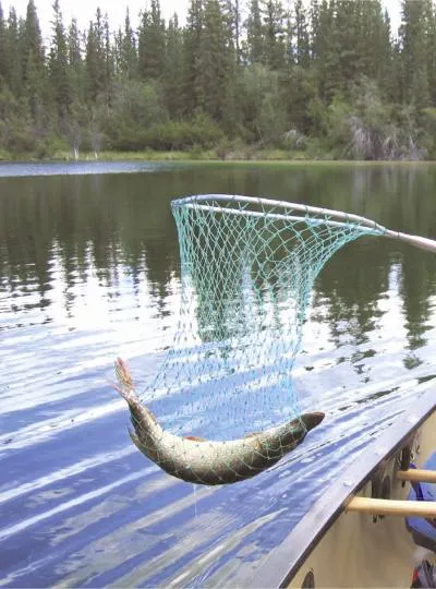 Pike halászat nyáron