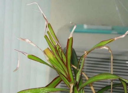 frunze Dracaena rândul său, galben și se desprinde, de ce sfaturi uscate, înnegrite, cauze, ce să facă, foto, video