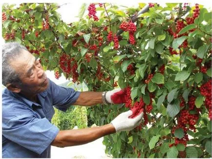 Schisandra leírása a növény, termesztés és gondozás