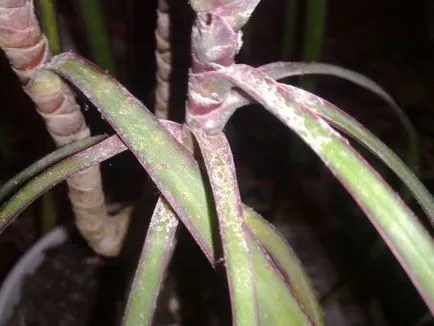 frunze Dracaena rândul său, galben și se desprinde, de ce sfaturi uscate, înnegrite, cauze, ce să facă, foto, video