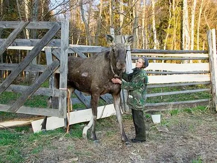 lapte Moose și sanatoriu