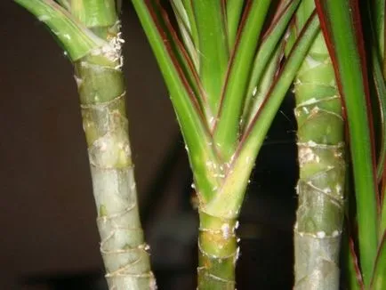 frunze Dracaena rândul său, galben și se desprinde, de ce sfaturi uscate, înnegrite, cauze, ce să facă, foto, video