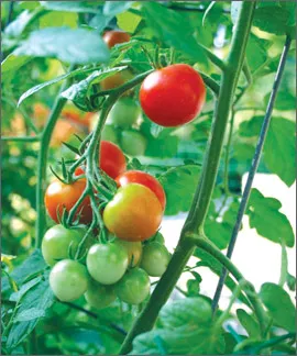 Най-добрите сортове и хибриди на домати за оранжерията