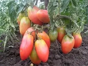 Cele mai bune și cele mai multe soiuri cu productivitate pitic de tomate pentru seră și descrierea acestora