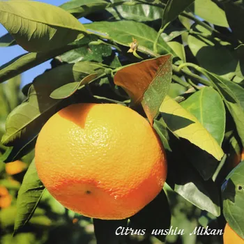 camera Mandarin, satsuma - îngrijire la domiciliu