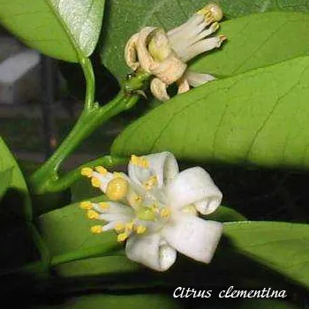 camera Mandarin, satsuma - îngrijire la domiciliu