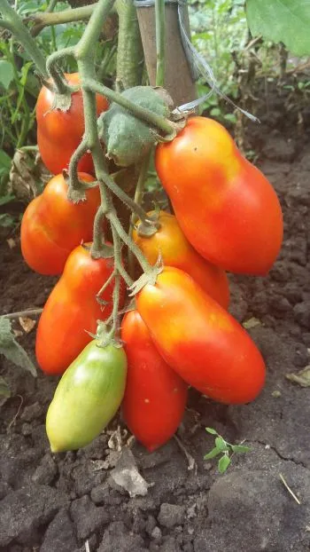 Cele mai bune și cele mai multe soiuri cu productivitate pitic de tomate pentru seră și descrierea acestora