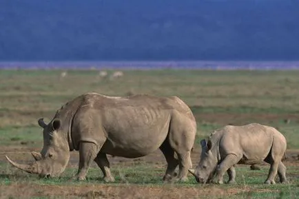 fapte interesante despre rinocerii
