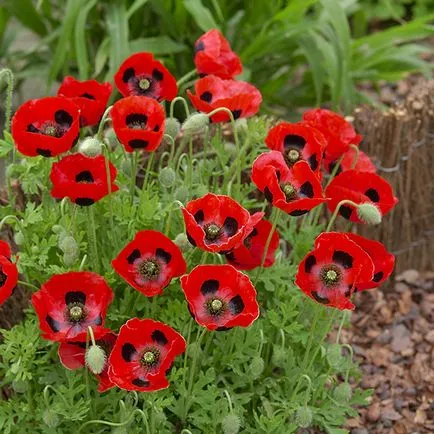 Poppy засаждане и грижи, цветна градина дизайн в страната