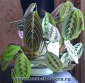 Maranta tricolor - flori și plante de interior pe