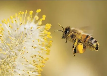 Mask of pollen arc otthon