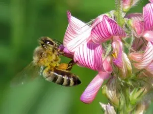 plantă miere sparcetă în timpul înfloririi