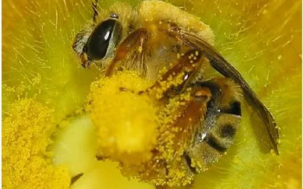 Мед с прашец полезни свойства, как да се подготви и да се прилагат