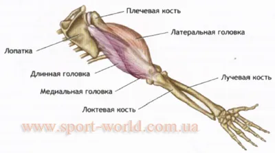 Мускулите на ръцете на човек, бицепс, трицепс, предмишница