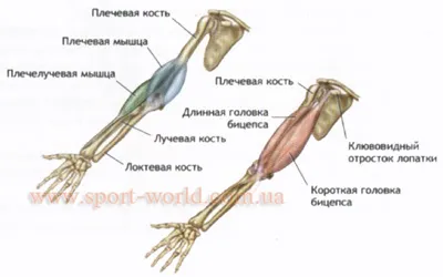 Мускулите на ръцете на човек, бицепс, трицепс, предмишница