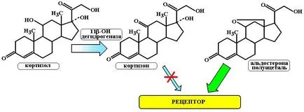Mineralokortikosteroidnye eszközök