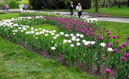 Многогодишен легло на подут, част къща