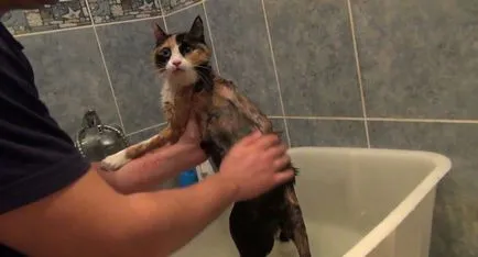 Pot spăla pisica cu sampon uman, o pisică și o pisică