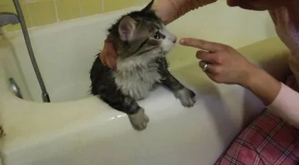 Pot spăla pisica cu sampon uman, o pisică și o pisică