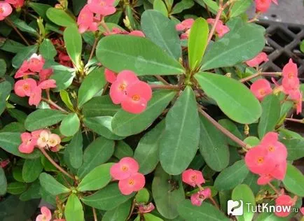 Euphorbia virág terem otthoni gondozást, a fajta