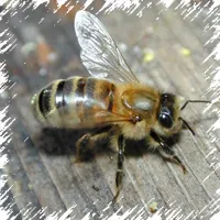 Какво порода пчели са най-популярни за разплод