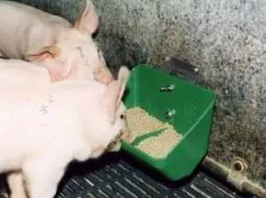 Care ar trebui să fie adăpătoare pentru porci și cum să facă propriile lor