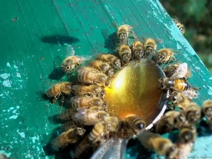 Ce insecte sunt insecte care omul ar putea îmblânzi oameni