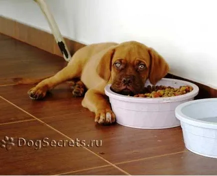 Cum uscate de alimente pentru hrana dumneavoastră mâncăruri de casă de câine