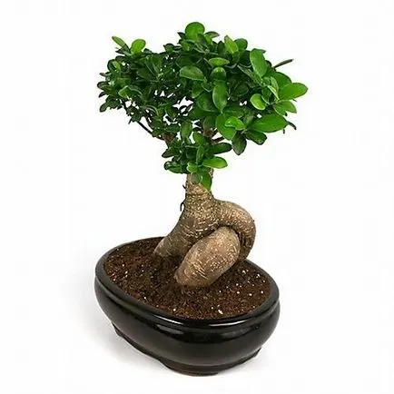 Както Ficus засяга дома, Ficus