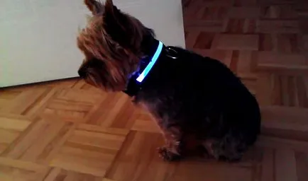 Botul pentru Yorkshire Terrier, un ham și un guler, cu fotografii