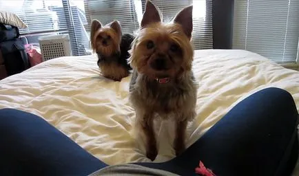 Botul pentru Yorkshire Terrier, un ham și un guler, cu fotografii